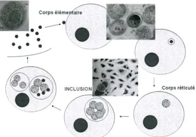 Figure 9 : Cycle de développement des Chamydophila  (d’après V. Guérin Faublée)  