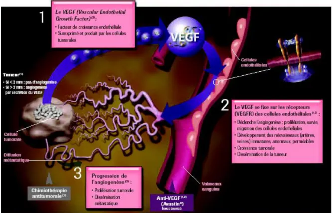 Figure 4 : rôle du VEGF dans l’angiogenèse tumorale  D’après Bergers G., Benjamin L. Nat Rev Cancer, 2003 [c] 