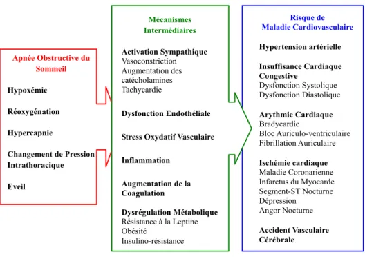 Figure 3 : Mécanisme de développement des complications cardio-vasculaires associées au SAOS  [53]