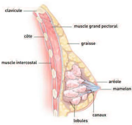 Figure 1 - Anatomie structurale du sein [114] 