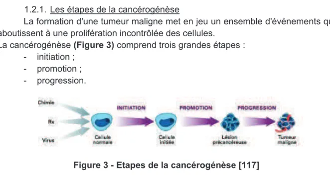 Figure 3 - Etapes de la cancérogénèse [117] 