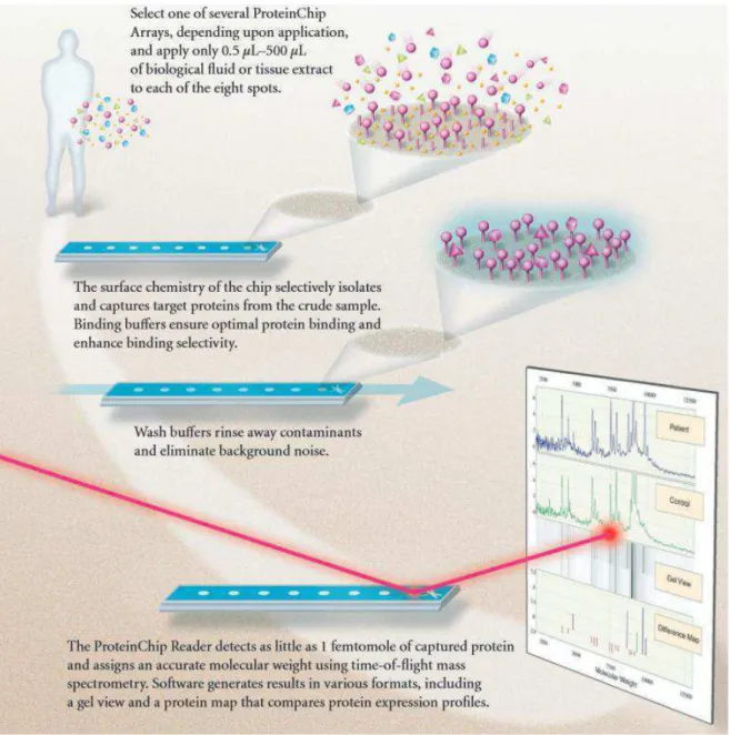 Figure 7 : Procédure  d’analyse de profils de protéines  dans des échantillons biologiques par la  technologie ProteinChip®, d’après  (52)