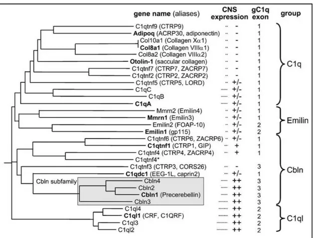 Figure  6  :  Dendrogramme  phylogénique  de  la  famille  C1q,  généré  par  alignement  de  séquences  de  domaines gC1q chez la souris