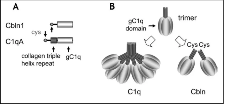 Figure 8 : Structure primaire de Cbln1.