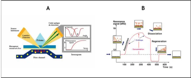 Figure 10 : Résonance Plasmonique de Surface. (A) Principe de détection du signal SPR