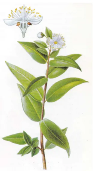 Figure 6 : Myrtus communis Linné. (91)