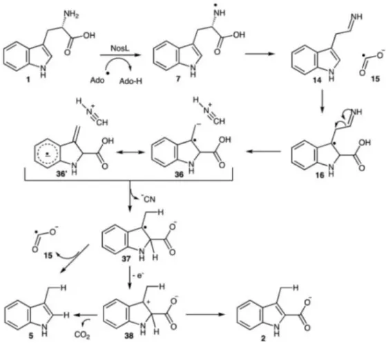 Figure  9  :  Mécanisme  proposé  pour  la  conversion  du  L-­tryptophane  en  MIA  par   NosL,  en  accord  avec  la  production  d’un  cyanure  (B)