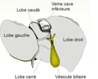 Figure 1  : Localisation du foie (9)                     Figure 2 : Anatomie du foie (10) 