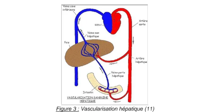 Figure 4 : Vascularisation hépatique (9) 
