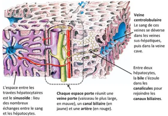 Figure 5 : Structure du tissu hépatique (12) 