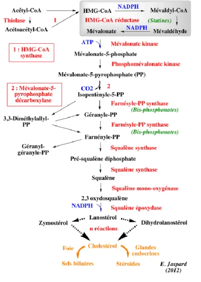 Figure 11 : Synthèse du Cholestérol (22) 