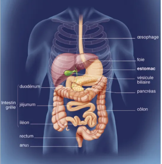 Figure 6 : Anatomie du tube digestif (11) 