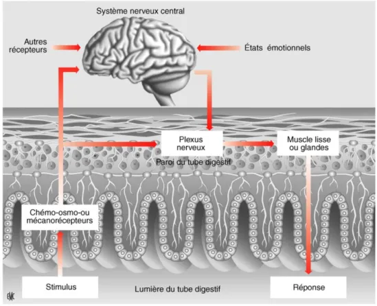 Figure 10 : Schéma d'organisation des voies de sensibilité digestive (10) 