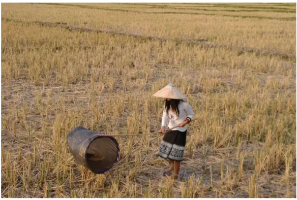 Figure 18 : Une femme récoltant des sauterelles au Laos – source : Harmke Klunder 