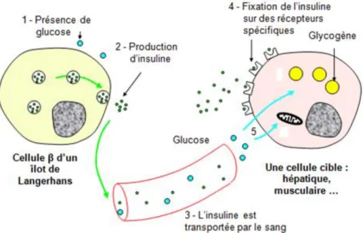 Figure 1 – Rôle de l’insuline (7) 