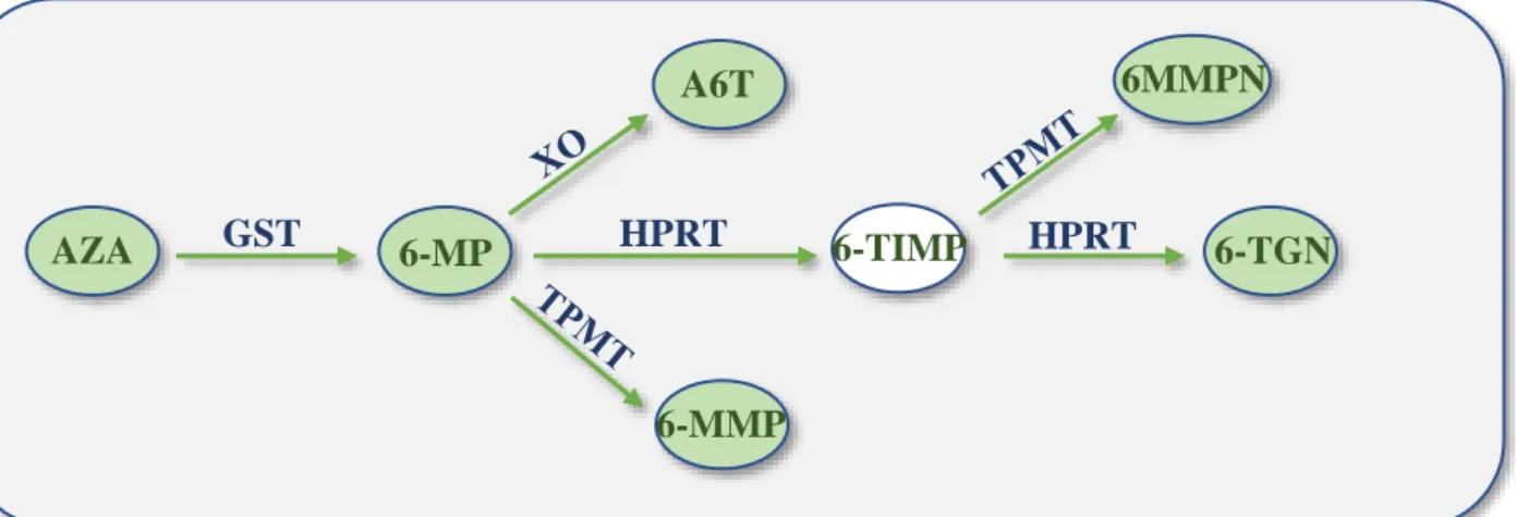 Figure 10 - Schéma du métabolisme simplifié des thiopurines