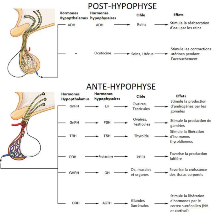 Figure 5 Le contrôle hormonal par l'Hypophyse 