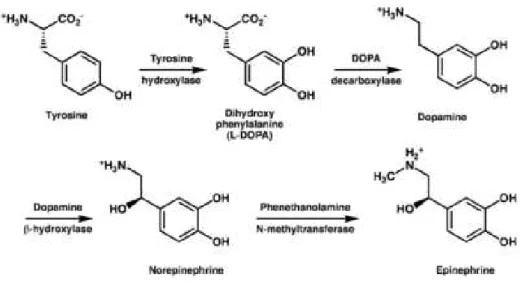 Figure 6 Synthèse des catécholamines 