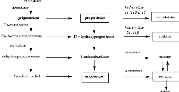 Figure 7 Synthèse des hormones stéroïdiennes 