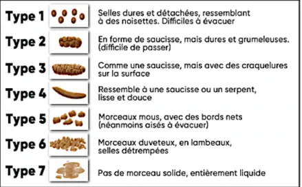 Figure IX : Échelle de Bristol 