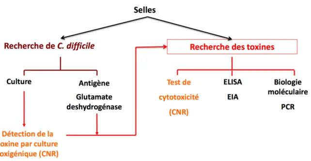 Figure XI : Méthodes de détection dans les selles 