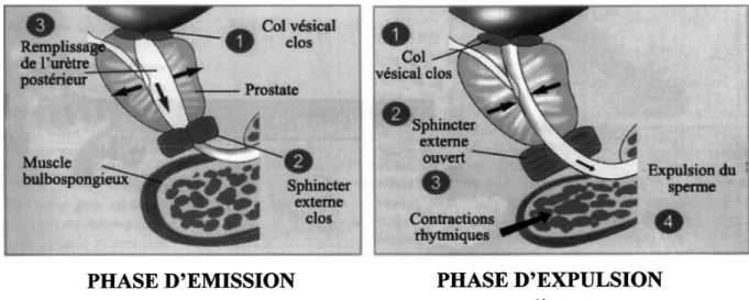 Figure 5. Les deux phases de l’éjaculation  *4