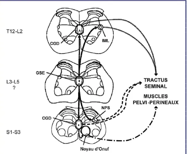 Figure 7. Commande spinale de l’éjaculation  *4