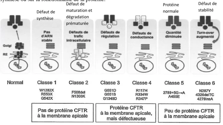 Figure 5 : Classification des mutations du gène CFTR (23). 