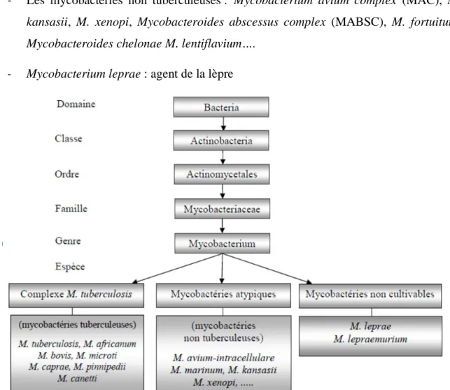 Figure 12 : Classification des mycobactéries (152). 