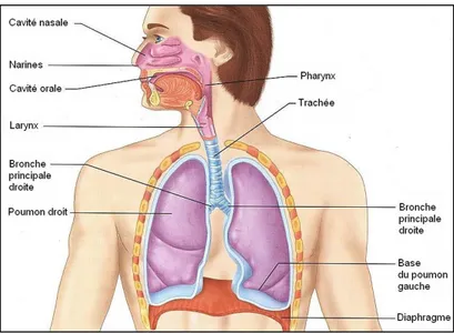 Figure 1 : Anatomie des voies respiratoires 