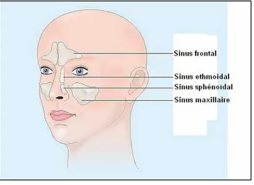 Figure 2 : Anatomie des sinus