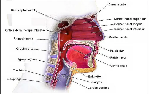 Figure 4 : Anatomie des voies aériennes supérieures