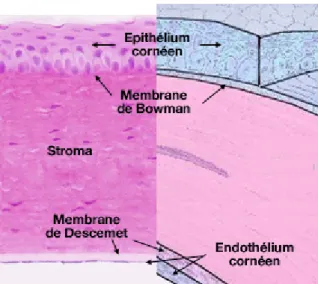 Figure  2 : Schéma des différentes couches cellulaires de la cornée (26) 