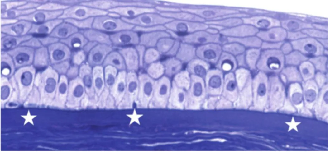 Figure  3 : Histologie de la cornée : Épithélium cornéen pavimenteux reposant par  l’intermédiaire d’une membrane basale fine sur la couche de Bowman  (bleu de 