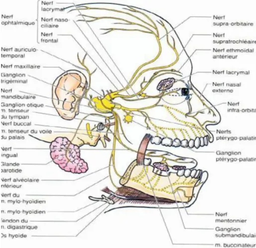 Figure  4 : L’innervation de la face : le nerf trijumeau (NC V) 