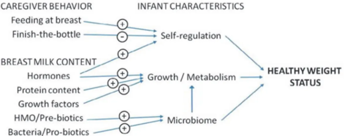 Figure 4 : Mécanismes possibles par lesquels l’allaitement maternel favorise  un poids santé du nourrisson