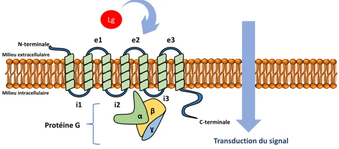 Figure 8: Structure générale des RCPGs 