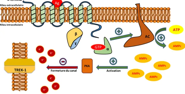 Figure 10 : Mécanisme de transduction du signal pour les 5-HTR couplés à une protéine Gα s 