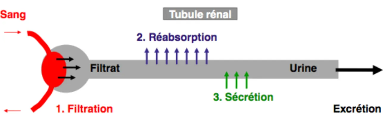 Figure 3 : Schéma des différentes étapes de la formation de l'urine 