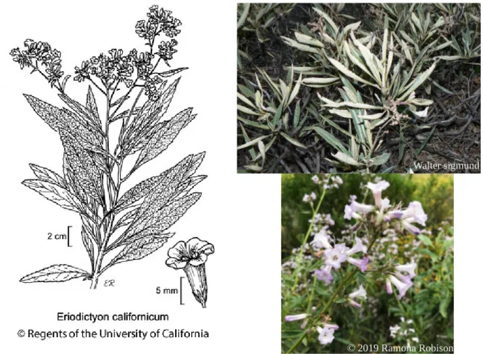 Figure 1 : Caractéristiques des feuilles et des fleurs de Eriodictyon californicum.