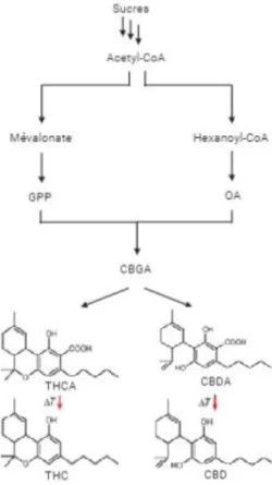 Figure 11: Synthèse de CBD ou THC 