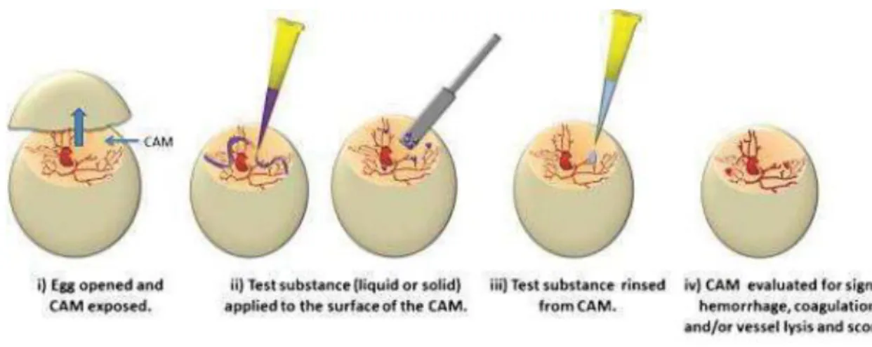 Figure 15 : Illustration de la technique HET-CAM (25) 