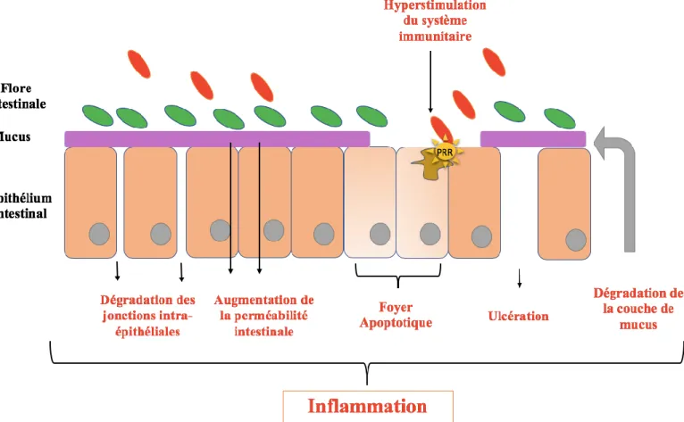 Figure 8 Les différentes causes de l'excès d'inflammation au cours des MICI
