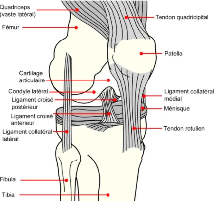 Figure 5. Anatomie du genou (7) 