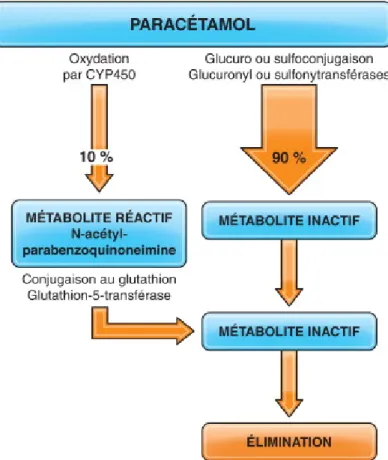 Figure 9. Métabolisme hépatique du paracétamol (49) 
