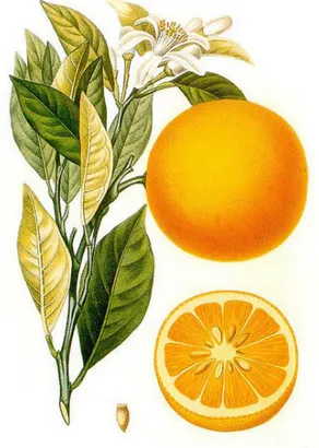 Figure 33 : Oranger doux(127)