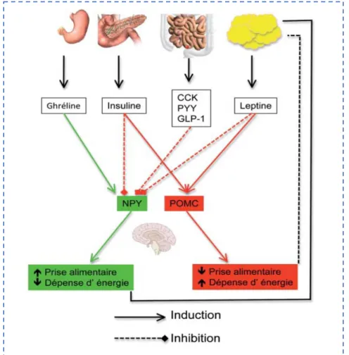Figure 11: Mécanisme du comportement alimentaire, source Revue Médicale Suisse  10 CCK : Cholécystokinine ; PYY : peptide YY ; GLP-1 : Glucagon-Like peptide 1 ; 