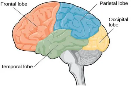 Figure 2 : Schéma de l’encéphale (25) 