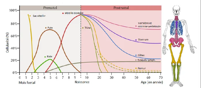 Figure 5 : Evolution de la localisation de l’hématopoïèse au cours du développement (7)