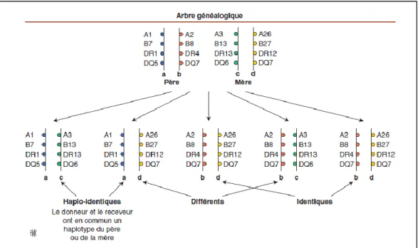 Figure 9 : Arbre généalogique de la transmission des gènes HLA. (10) 